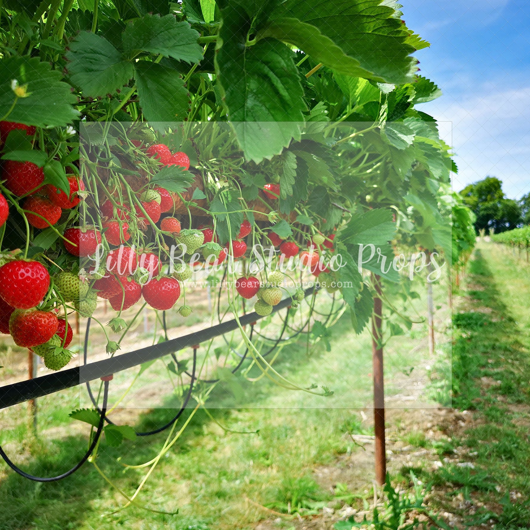 Berry Field - 84x60" Wrinkle Free Fabric RTS - Lilly Bear Studio Props, berries, clouds, daisies, daisy, farm fresh, fence, field, field of flowers, fields, fresh, fresh drink, fresh fruit, fruit, grass, green, red, spring, spring fence, strawberry, strawberry farm, strawberry field, strawberry fields, strawberry picking, strawberry seeds, strawberry shortcake, strawberry stripes, summer, summertime, sweet, sweet one, sweet summertime, tree, tress, wild berries, wood fence