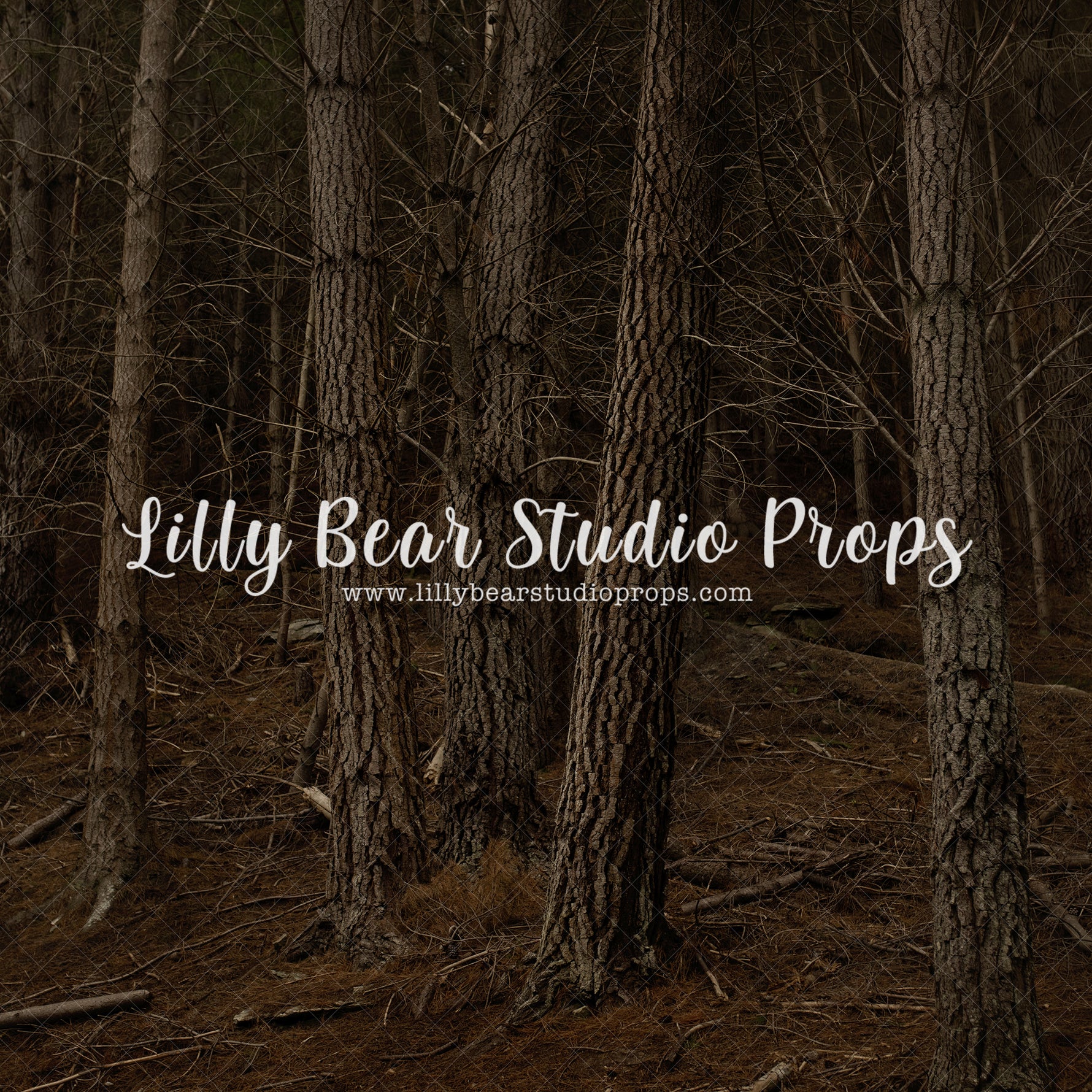 Mahuta Forest by Luisa Dunn - Lilly Bear Studio Props, autumn forest, bare trees, birch forest, dark forest, tall forest, tree forest, trees