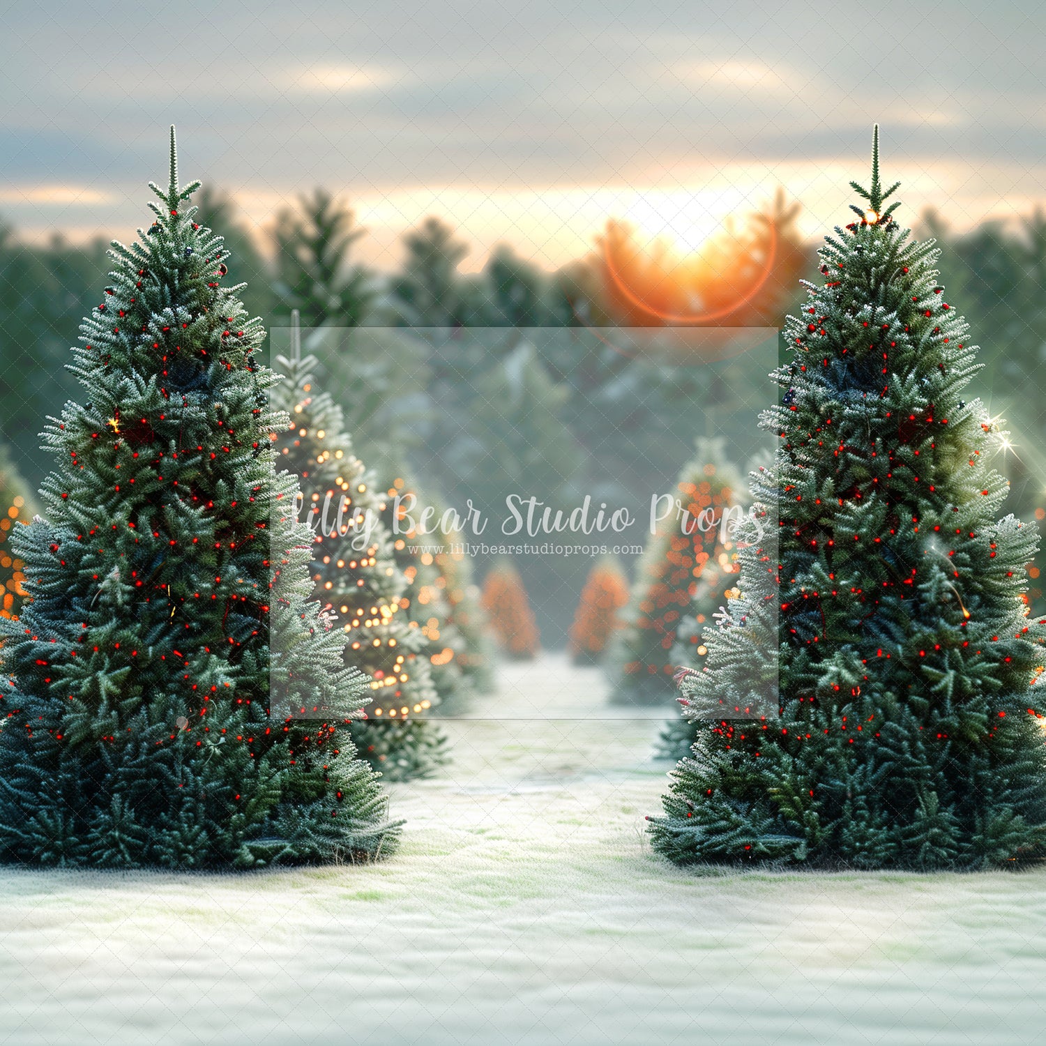 Snowy Dawn Christmas Trees