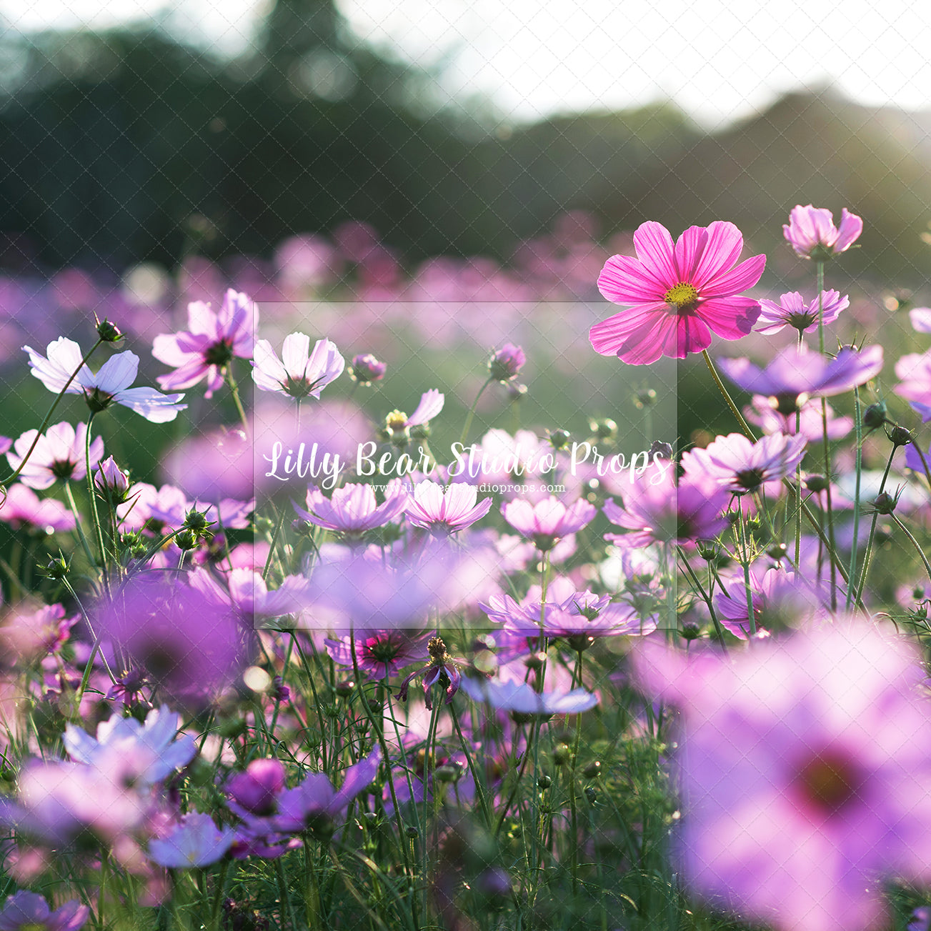 Violet Field