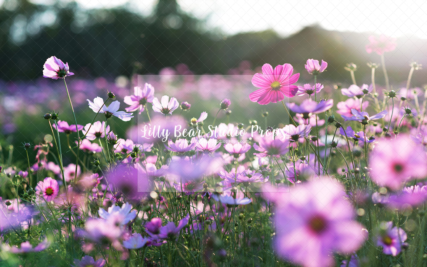 Violet Field