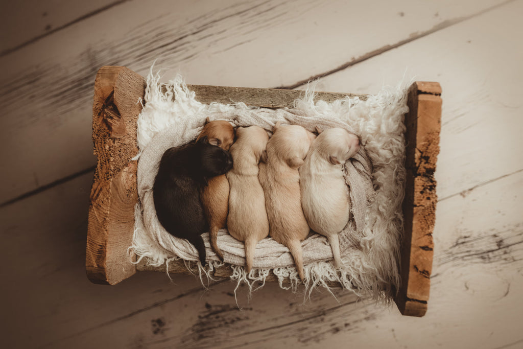 Azure Cream Barn Wood Planks Floor by Azure Photography sold by Lilly Bear Studio Props, Azure - azure cream - azure ph