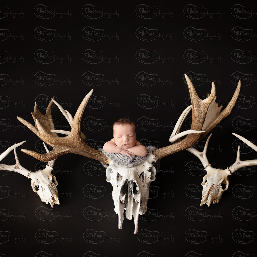 Antlers Digital Backdrop - Lilly Bear Studio Props, antlers, bucket, digital, digital backdrop, newborn digital backdrop, skull, wood
