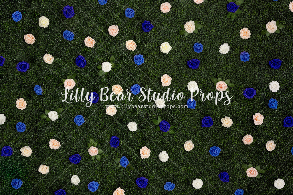 Blue Rose Wall - Lilly Bear Studio Props, blue roses, boxwood, boxwood wall, bush, Fabric, FABRICS, floral, flowers, garden, grass, green wall, greenery, pink rose, pink roses, red rose, red roses, rose, roses, spring, valentine, valentines, valentines day, white roses, Wrinkle Free Fabric