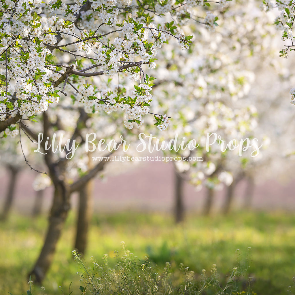 Cherry Blossom Field by Lilly Bear Studio Props sold by Lilly Bear Studio Props, archways - bokeh - bunnies - bunny - c