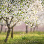 Cherry Blossom Field by Lilly Bear Studio Props sold by Lilly Bear Studio Props, archways - bokeh - bunnies - bunny - c