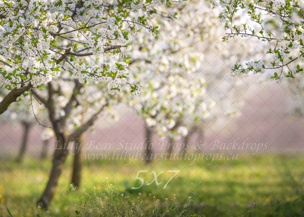 Cherry Blossom Field by Lilly Bear Studio Props sold by Lilly Bear Studio Props, archways - bokeh - bunnies - bunny - c