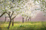 Cherry Blossom Field by Lilly Bear Studio Props sold by Lilly Bear Studio Props, archways - bokeh - bunnies - bunny - c