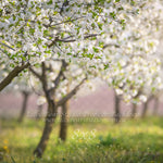 Cherry Blossom Field by Lilly Bear Studio Props sold by Lilly Bear Studio Props, archways - bokeh - bunnies - bunny - c