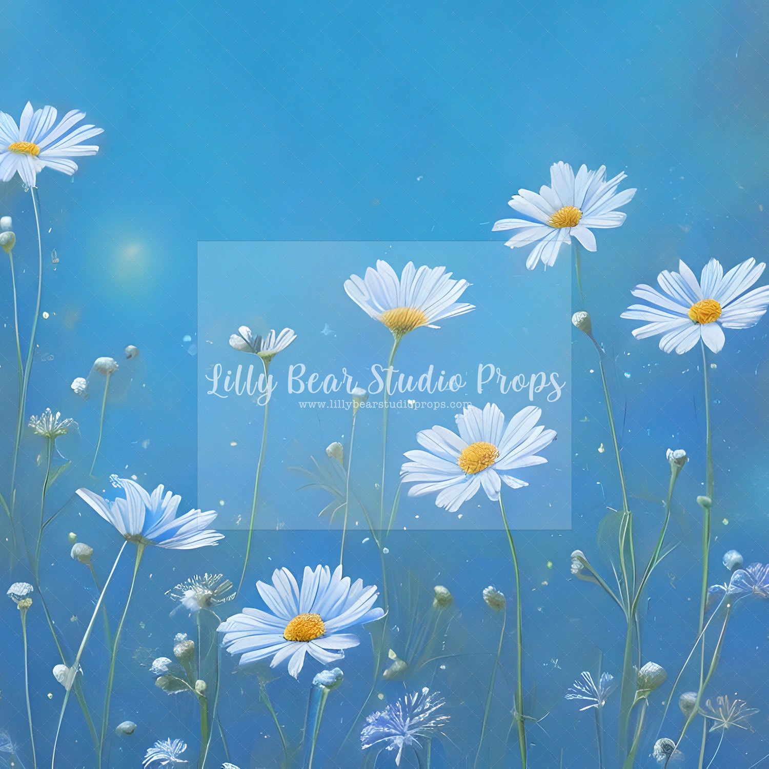 Daisy Dreams