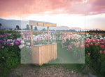 Flower Field Sunset by Santana Nicole Photography - Lilly Bear Studio Props, blooming flowers, FABRICS, flower cart, flower field, flower fields, flower garden, flower shop, flower stand, flowers, fresh flowers, girl, girl flowers, large flowers, little flower shop, pink flowers, purple flowers, spring flowers, summer flowers, wild flower field, wild flowers