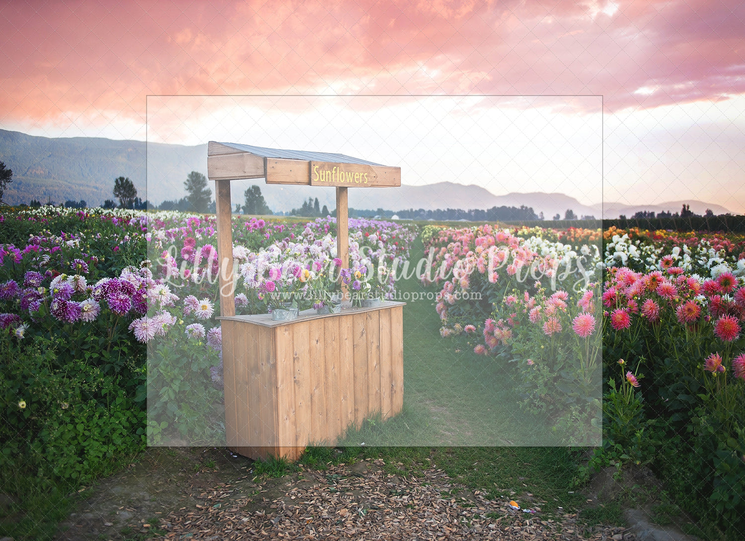 Flower Field Sunset by Santana Nicole Photography - Lilly Bear Studio Props, blooming flowers, FABRICS, flower cart, flower field, flower fields, flower garden, flower shop, flower stand, flowers, fresh flowers, girl, girl flowers, large flowers, little flower shop, pink flowers, purple flowers, spring flowers, summer flowers, wild flower field, wild flowers