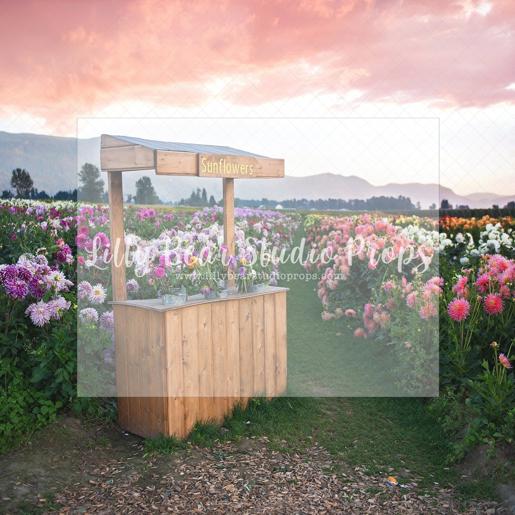 Flower Field Sunset by Santana Nicole Photography - Lilly Bear Studio Props, blooming flowers, FABRICS, flower cart, flower field, flower fields, flower garden, flower shop, flower stand, flowers, fresh flowers, girl, girl flowers, large flowers, little flower shop, pink flowers, purple flowers, spring flowers, summer flowers, wild flower field, wild flowers