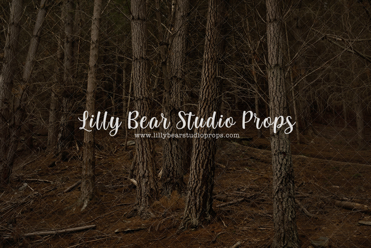 Mahuta Forest by Luisa Dunn - Lilly Bear Studio Props, autumn forest, bare trees, birch forest, dark forest, tall forest, tree forest, trees