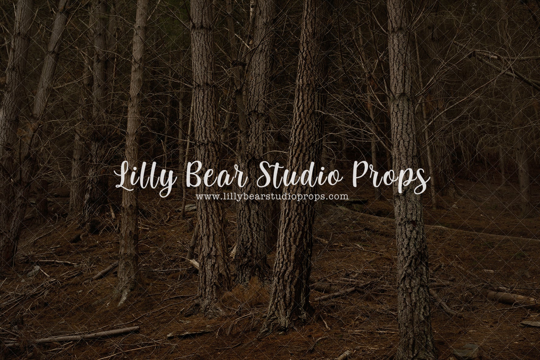 Mahuta Forest by Luisa Dunn - Lilly Bear Studio Props, autumn forest, bare trees, birch forest, dark forest, tall forest, tree forest, trees