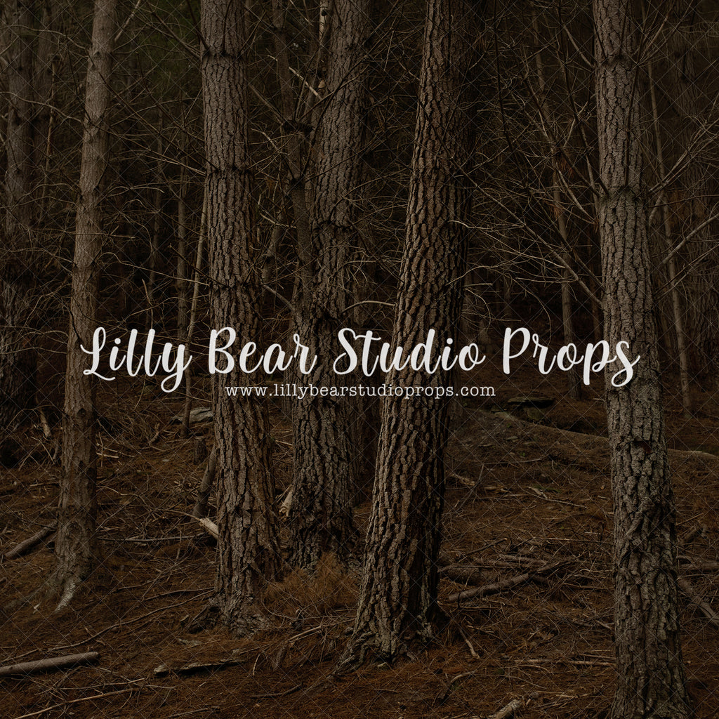 Mahuta Forest by Luisa Dunn - Lilly Bear Studio Props, autumn forest, bare trees, birch forest, dark forest, tall forest, tree forest, trees