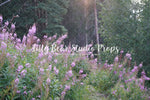 Purple Wild Flowers - Lilly Bear Studio Props, bloom, boho garden, floral, floral field, flower, flower field, flowers, green, large flowers, purple blooms, purple flowers, spring, spring floral, spring flowers, springtime, wild flower field, wild flowers