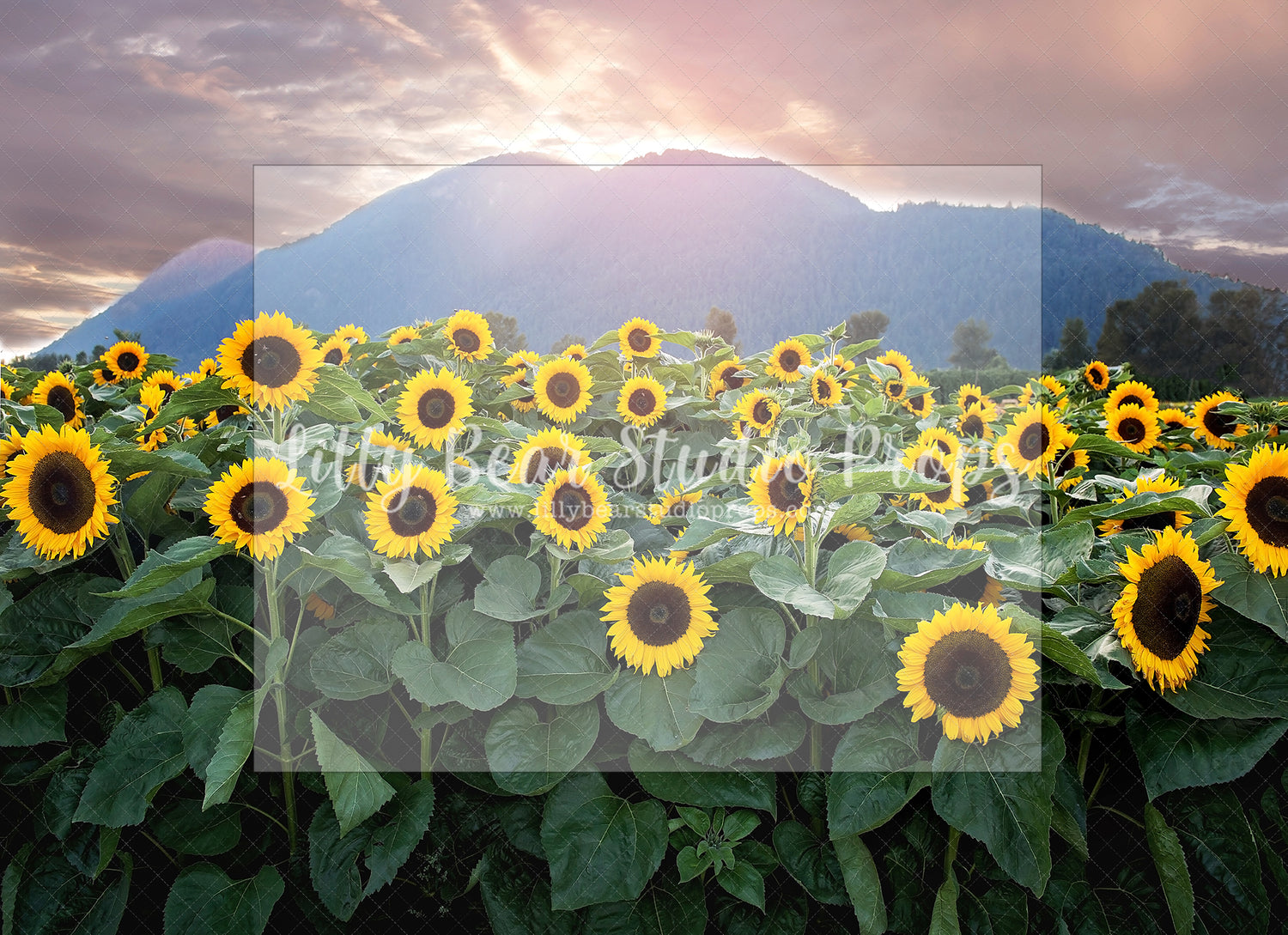 Sunflower Mountains by Santana Nicole Photography - Lilly Bear Studio Props, blooming flowers, FABRICS, flower cart, flower field, flower fields, flower garden, flower shop, flower stand, flowers, fresh flowers, girl, girl flowers, large flowers, little flower shop, pink flowers, purple flowers, spring flowers, summer flowers, sunflower, sunflower farm, sunflower field, sunflower garden, sunflowers, wild flower field, wild flowers