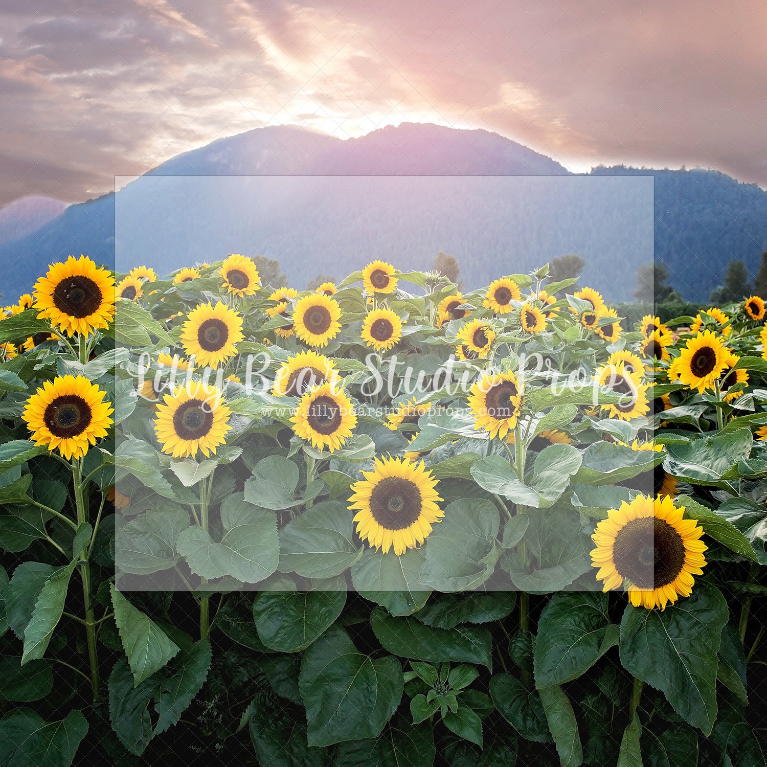 Sunflower Mountains by Santana Nicole Photography - Lilly Bear Studio Props, blooming flowers, FABRICS, flower cart, flower field, flower fields, flower garden, flower shop, flower stand, flowers, fresh flowers, girl, girl flowers, large flowers, little flower shop, pink flowers, purple flowers, spring flowers, summer flowers, sunflower, sunflower farm, sunflower field, sunflower garden, sunflowers, wild flower field, wild flowers