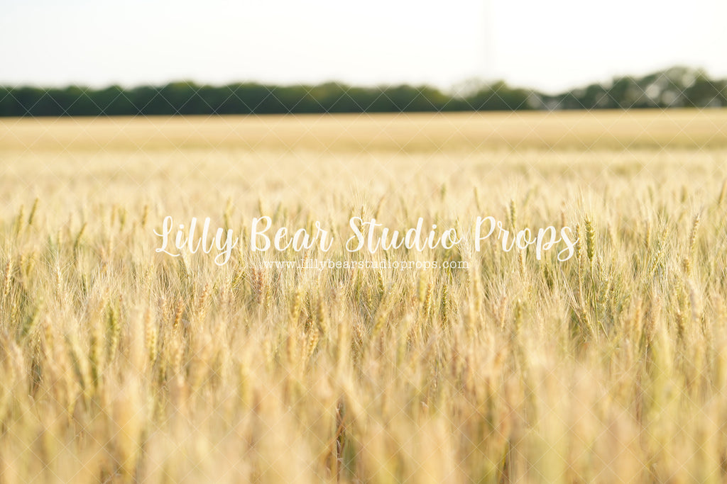 Wheat Field View - Lilly Bear Studio Props, farm, farm animals, farm field, farm fresh, farm pickup, grass, wheat, wheat farm, wheat field, wheat grass