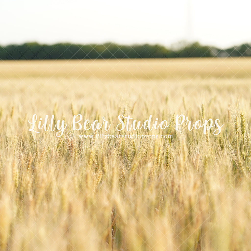 Wheat Field View - Lilly Bear Studio Props, farm, farm animals, farm field, farm fresh, farm pickup, grass, wheat, wheat farm, wheat field, wheat grass